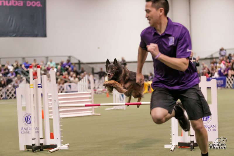 Five Points Training Dog Agility Training in Rochester, NY.